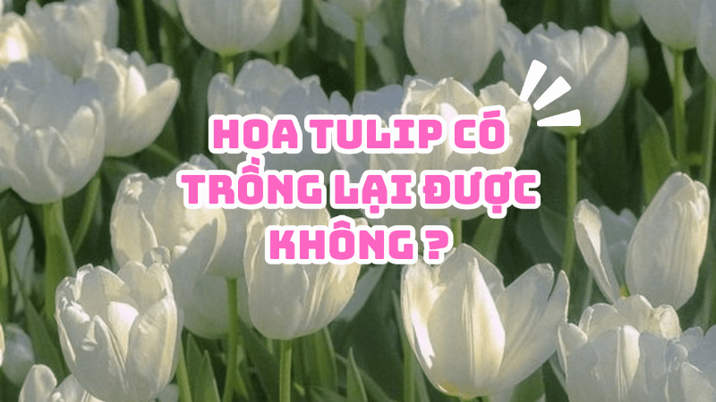 Hướng dẫn bảo quản củ hoa tulip sau mùa hoa nở để trồng lại cho vụ sau